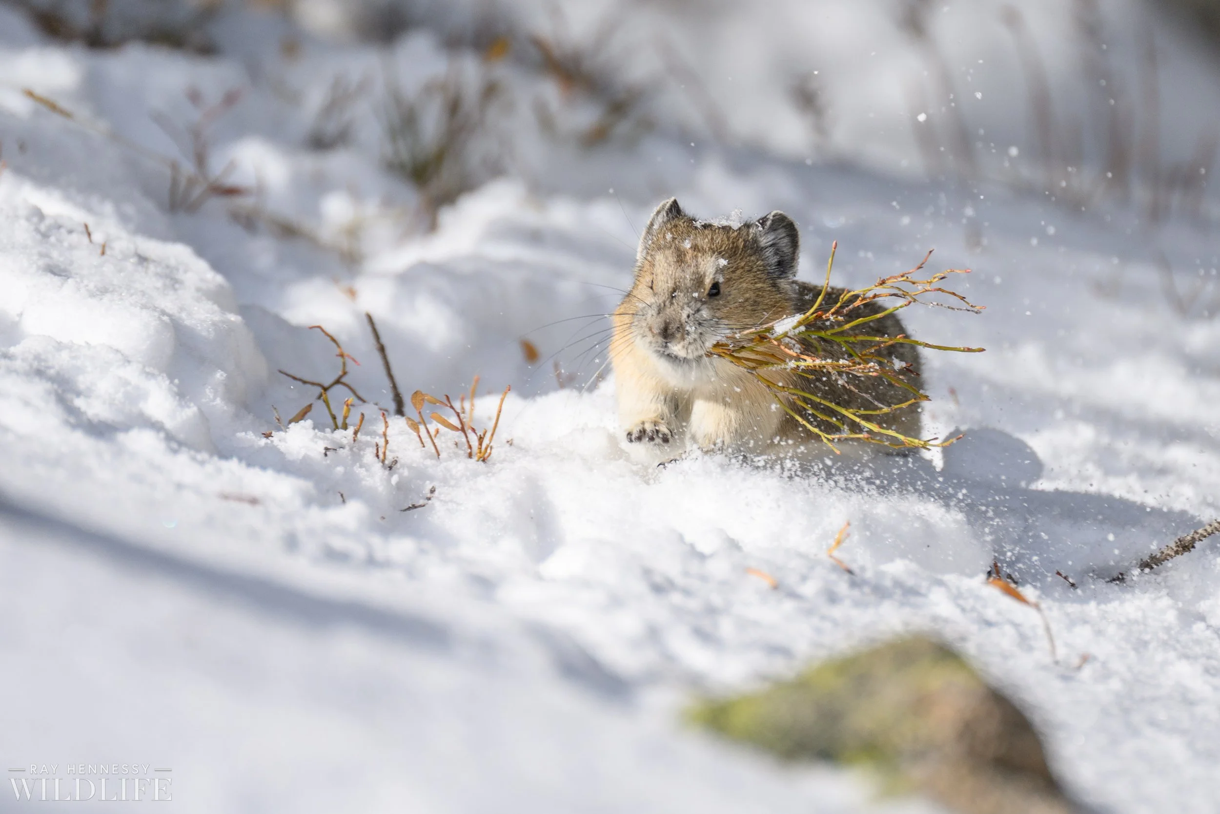 Pika+Running+in+the+Snow.jpg